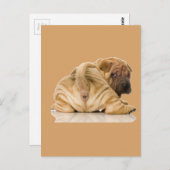 Chinesischer Shar-pei-Welpenhund Postkarte (Vorne/Hinten)