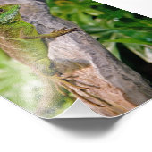 Chinesischer Wasserdrache Fotodruck (Ecke)