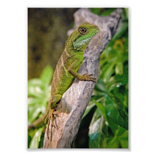 Chinesischer Wasserdrache Fotodruck (Vorne)