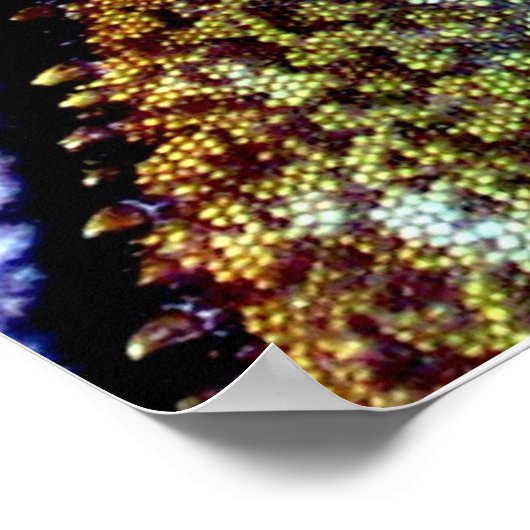 Chinesischer Wasserdrache Poster (Ecke)