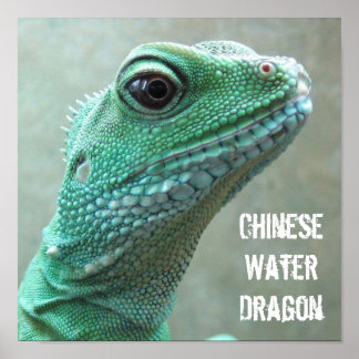 Chinesischer Wasserdrache Poster