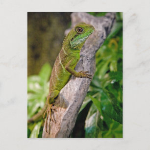 Chinesischer Wasserdrache - Postkarte