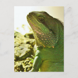Chinesischer Wasserdrache Postkarte
