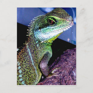 Chinesischer Wasserdrache Postkarte