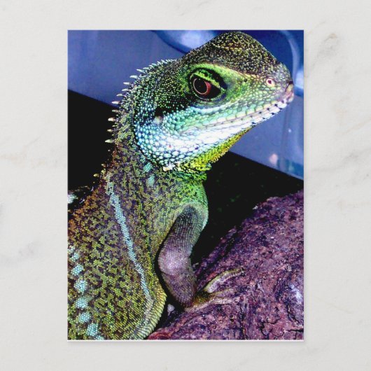 Chinesischer Wasserdrache Postkarte (Vorderseite)