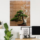 Chinesisches Juniper Bonsai Tree Foto Poster (Heimbüro)