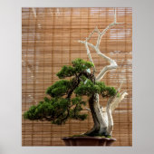 Chinesisches Juniper Bonsai Tree Foto Poster (Vorne)