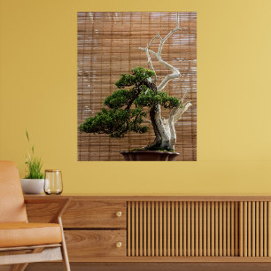 Chinesisches Juniper Bonsai Tree Foto Poster