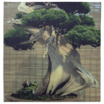 Chinesisches Juniper Bonsai Tree Foto