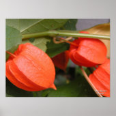 Chinesisches Laternenposter Poster (Vorne)