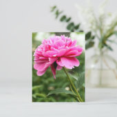 Chinesisches Peony [Postcard] Postkarte (Stehend Vorderseite)