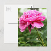 Chinesisches Peony [Postcard] Postkarte (Vorne/Hinten)