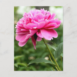Chinesisches Peony [Postcard] Postkarte