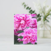 Chinesisches Peony [Postcard] Postkarte (Stehend Vorderseite)