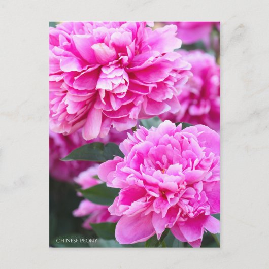 Chinesisches Peony [Postcard] Postkarte (Vorderseite)