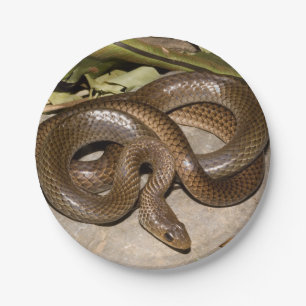 Chinesisches ratsnake pappteller