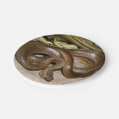 Chinesisches ratsnake pappteller (Schrägansicht)