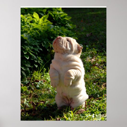 Chinesisches Shar-pei-Puppy-Poster Poster (Vorne)
