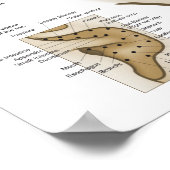 Chinesisches System der Aurikulären Ohrakupunktur Poster (Ecke)