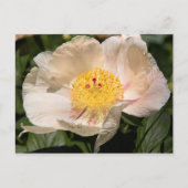 Chinesisches weißes Peony Postkarte (Vorderseite)