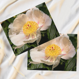 Chinesisches weißes Peony Postkarte