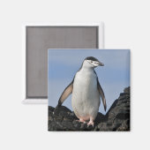 Chinnie Magnet (Vorderseite/Rückseite)