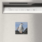 Chinnie Magnet (In Situ (Geschirrspüler))