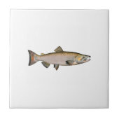 Chinook - Königslachs (Phase laichend) Fliese (Vorderseite)