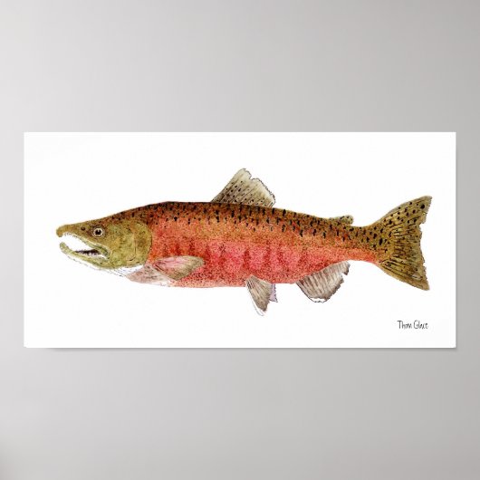 Chinook Lachs in Spawnkleid Poster (Vorne)