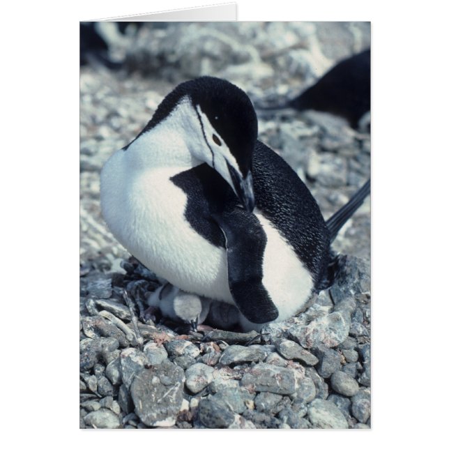 Chinstrap Penguin (Vorne)