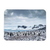 Chinstrap Penguin Colony Landscape Magnet (Horizontal)