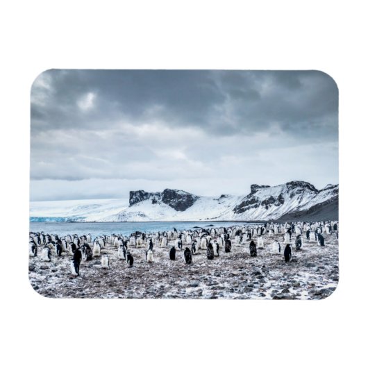 Chinstrap Penguin Colony Landscape Magnet (Horizontal)
