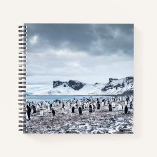 Chinstrap Penguin Colony Landscape Notizblock