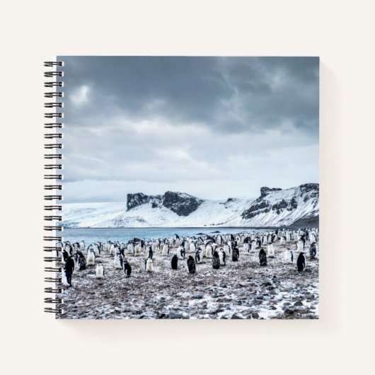 Chinstrap Penguin Colony Landscape Notizblock (Vorderseite)