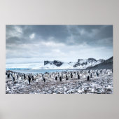 Chinstrap Penguin Colony Landscape Poster (Vorne)
