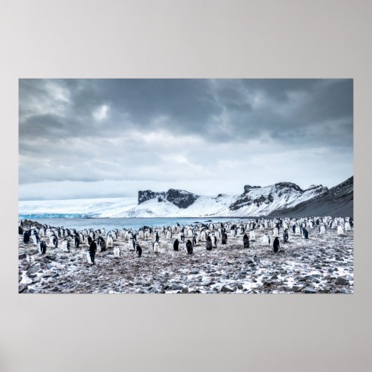 Chinstrap Penguin Colony Landscape Poster (Vorne)