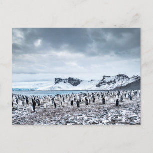 Chinstrap Penguin Colony Landscape Postkarte