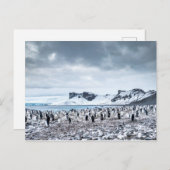Chinstrap Penguin Colony Landscape Postkarte (Vorne/Hinten)