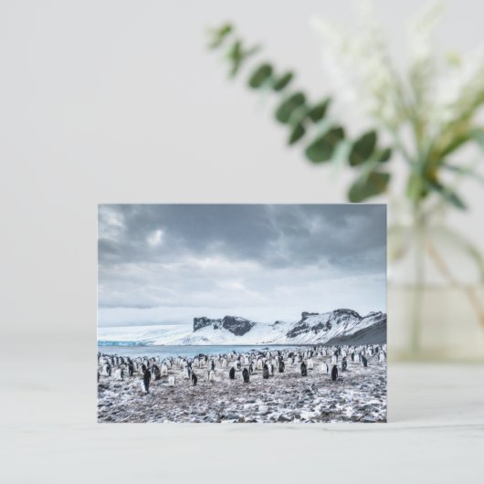 Chinstrap Penguin Colony Landscape Postkarte (Stehend Vorderseite)