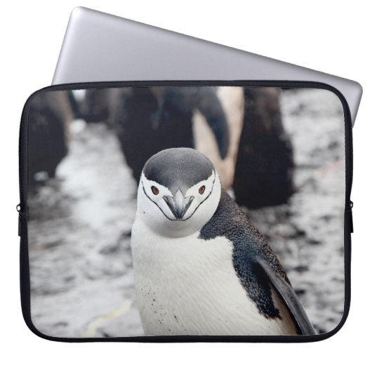 CHINSTRAP PENGUIN LAPTOPSCHUTZHÜLLE (Vorderseite)