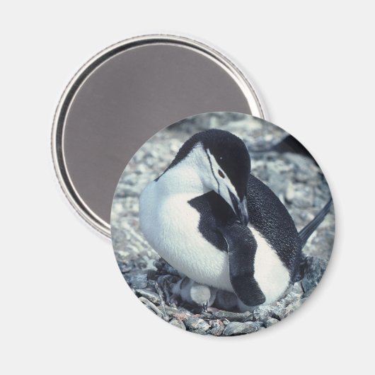 Chinstrap Penguin Magnet (Vorderseite/Rückseite)