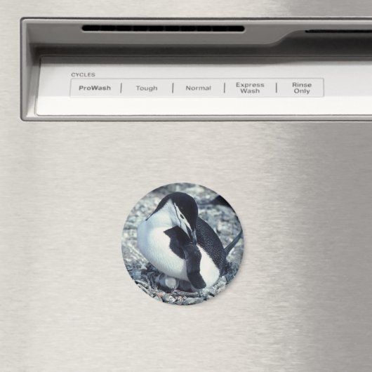 Chinstrap Penguin Magnet (In Situ (Geschirrspüler))