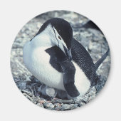 Chinstrap Penguin Magnet (Vorne)