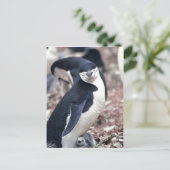 Chinstrap Penguin, Manchot, Jonulaire ( Pygosceli Postkarte (Stehend Vorderseite)