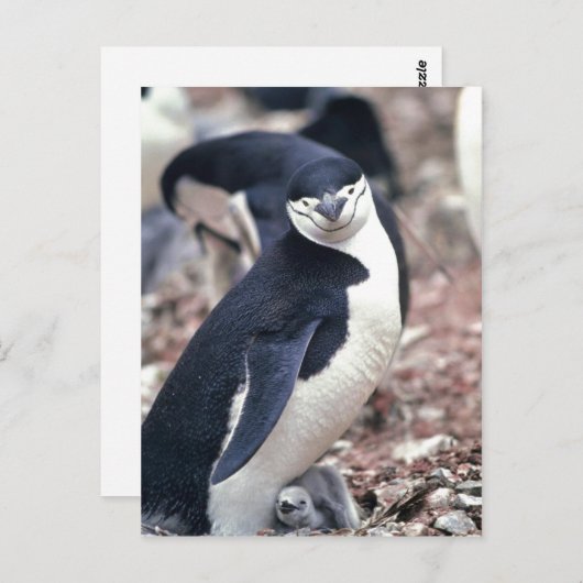 Chinstrap Penguin, Manchot, Jonulaire ( Pygosceli Postkarte (Vorne/Hinten)