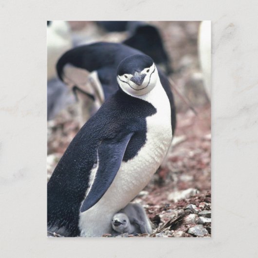 Chinstrap Penguin, Manchot, Jonulaire ( Pygosceli Postkarte (Vorderseite)