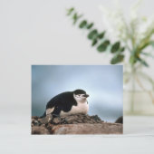 Chinstrap Penguin On Nest Postkarte (Stehend Vorderseite)
