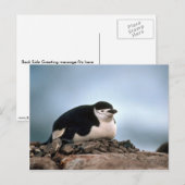 Chinstrap Penguin On Nest Postkarte (Vorne/Hinten)
