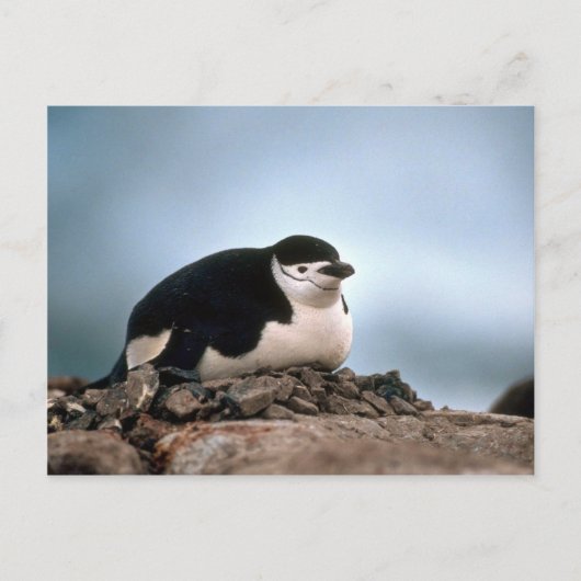 Chinstrap Penguin On Nest Postkarte (Vorderseite)
