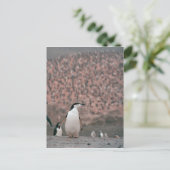 Chinstrap Penguin Postcard Postkarte (Stehend Vorderseite)